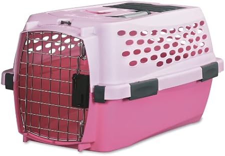 glen of imaal terrier poodle mix