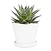 CHIVE ‘Tika’ Big Succulent Pot — 5” Cute Planter Pots for Indoor Plants — Beautiful Modern Decor for Home & Kitchen — White