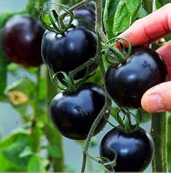 Bloom Green Co. Â¡El Precio Mã¡s bajo!Leche, Tomate Rojo, Bonsai ...