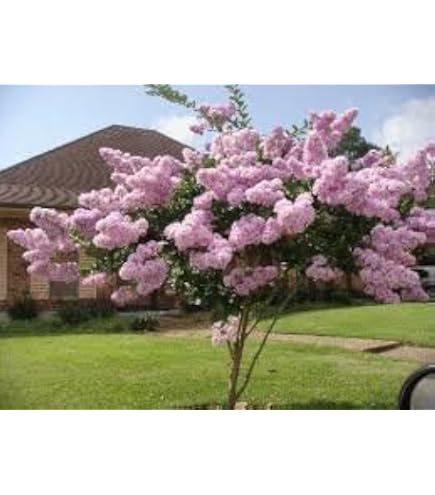 ボトムス Apolina Myrtle bloomer 12-18m Amazon.com : Large Caddo Crape Myrtle, 2-4ft Tall When