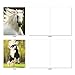 The Best Card Company - 10 Mixed Set Horse Note Cards Blank (4 x 5.12 Inch) - Wildlife, Animal Assorted Boxed Bulk Pack - Horses | Magnificent Manes M4601OCB-B1x10