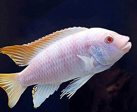 Amazon Com 2 5 Inch Albino Red Top Zebra African Cichlid Live