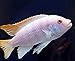 2.5 inch Albino Red Top Zebra African Cichlid - Live FishLow Cost Shipping Available