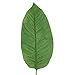 Warmter 5Pcs Tropical Leaves,Fake Artificial Banana Leaf for Home Kitchen Party Decorations (Green)