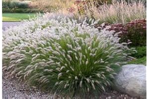 DAYLILY NURSERY 3 Hamlen Grass in 4 Inch Containers/Dwarf Fountain Grass (3 Pots of Plants) Ships from Rock Island, Tennessee. Grown here on Our own Farm.