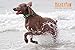 Mighty Paw Waterproof Dog Collar - Odor-Resistant Active Gear - Reflective Stripe Coated Nylon Webbing - Waterproof Dog Collar Swimming - Comfortable Dog Collar for All Dog Breeds - (Green, Large)