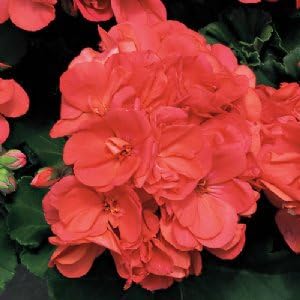 GrowJoy - Americana Coral Geranium (Live Plant) 2.5-Inch Pot