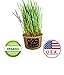 Easy Cat Grass Kit (3 Pack) Just Add Water. Includes Certified Organic Non GMO Wheatgrass Seed, Fiber Soil, Cups Chalkboard Labels. Your Pets Will Love This