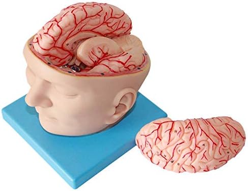 モデル教材 教育モデル人間の頭頭蓋骨脳解剖学的モデル実物大の