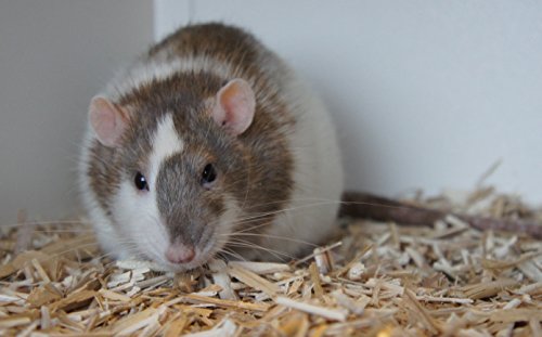 Jumbogras® Kleintier-Einstreu aus Miscanthus/Elefantengras/Chinagras-Häcksel, saugfähige Häckselgut-Streu, günstige Stroh- u. Sägespäne/Holzspäne-Alternative für sauberen Käfig (20l) – Bild 7