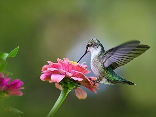Hummingbird Photography Print Ruby Throated Hummingbird Wall Art, Fine Art Photo Floral Bird Art