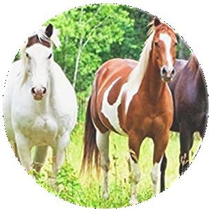 Hsenssel customized pop pattern grip socket Many Colors Holder Mount Multi-function Expanding Stand and Grip + Clip Combo Pack pop for Smartphones and Tablets (horses)