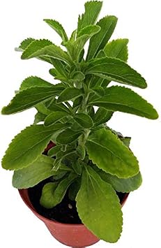 Estevia Planta Natural en Maceta 10cm (Stevia Rebaudiana) Planta ...