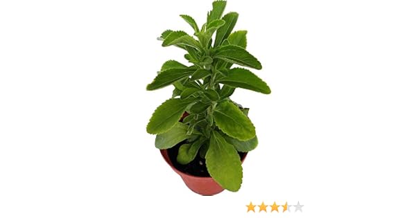 Estevia Planta Natural en Maceta 10cm (Stevia Rebaudiana) Planta ...