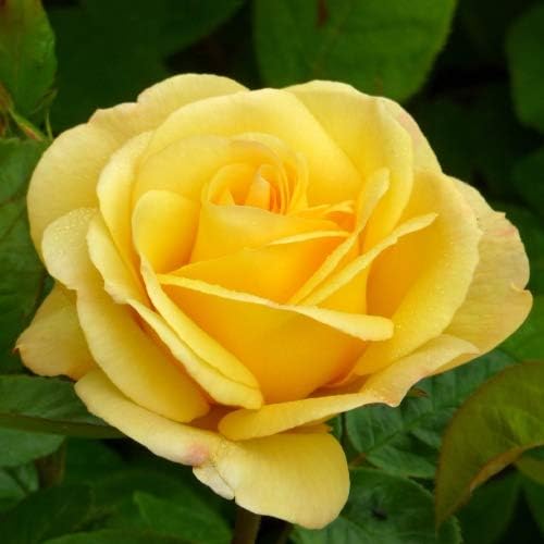 Rose My Lovely Mum - Superb Gift Idea for Birthdays, Mum,Mom, for All Occasions