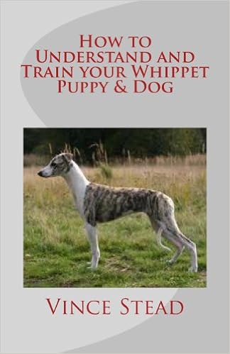 How To Understand And Train Your Whippet Puppy Dog Vince Stead