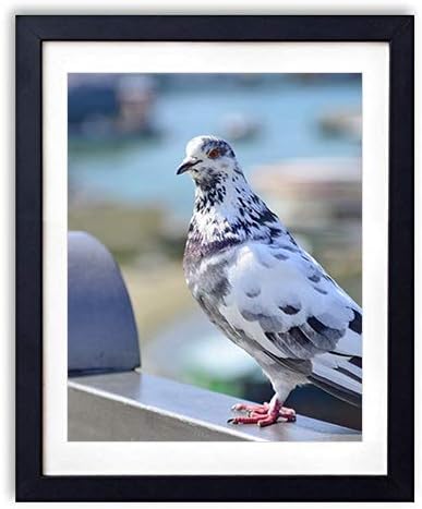 Amazon Co Jp 木製フォトフレーム 写真フレーム 木製の枠 30cmx40cm 座っている鳩の鳥 装飾画 壁掛け 壁飾り 壁ポスター おしゃれ ウォールアート アートパネル 壁の絵 インテリア絵画 額縁 部屋飾り 黒額縁が飾っている 壁画 ホーム キッチン
