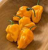 Pepper Hot Habanero Numex Suave Orange D3024A (Yellow Orange) 50 Organic Seeds By David's Garden Seeds
