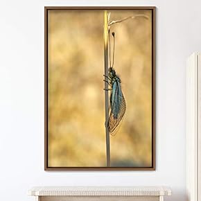 signwin Framed Canvas Wall Art Butterfly Expressive Farmhouse/Country...