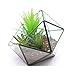 Modern Tabletop Black Glass Pentagon Geometric Terrarium Container Window Sill Decor Flower Pot Balcony Planter Diy Display Box for Succulent Fern Moss Air Plants Mniature Fariy Garden Gift (No Plant)