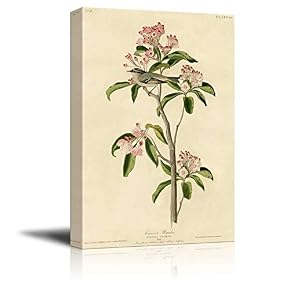 Beautiful Illustration of a Cuvier