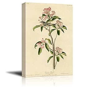 Beautiful Illustration of a Cuvier