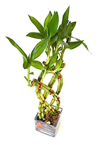 HOT Live 8 Braided Lucky Bamboo Plant Handmade -Pebble & Vase Easy to grow Gift Idea