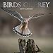 2019 Wall Calendar - Birds of Prey Calendar, 12x12 Inch Monthly View, 16-Month, Animals Theme, Includes 180 Reminder Stickers