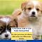 Livro Cuidados com o Cão para Iniciantes - E-Book