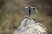 Joby JB01325 GripTight GorillaPod Stand for Large Phones – This Smartphone Stand and Tripod Will Provide You a Multitude of Solutions