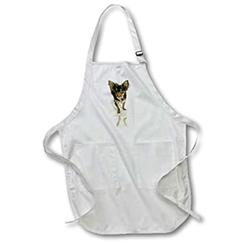 Amazon Com Dogs Chihuahua Long Hair Chihuahua Medium Length