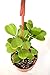 variegated Hoya Kerrii Heart Shaped 6" hanging pot indoor/outdoor Love Plant