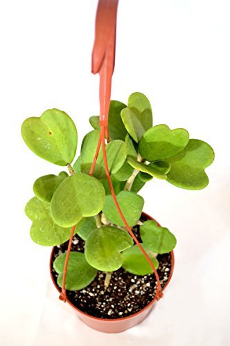 variegated Hoya Kerrii Heart Shaped 6 variegated Hoya Kerrii Heart Shaped 6