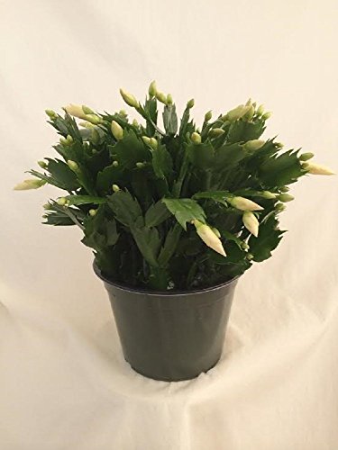 Yellow Christmas Cactus Plant - Zygocactus - 6" Pot From Jmbamboo
