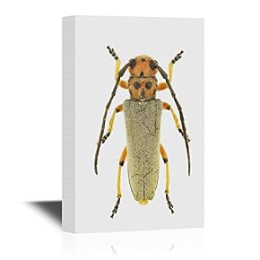 Insects Artwork Series A Musaria Argus