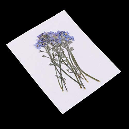 Dailymall ドライフラワー 押し花 乾燥した花 アルバム飾り ホビー クラフト 手芸 装飾 約10個入り B07wh8nljg 666円