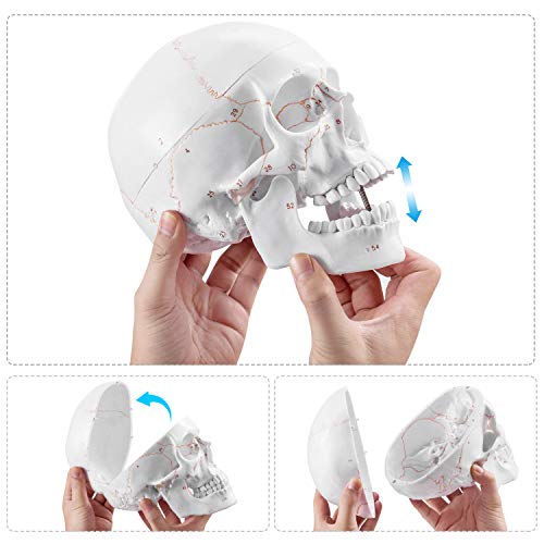 1 Anatomical+Removable+Instruction+Educational+Scientific