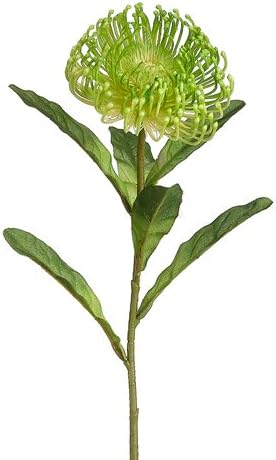 26" Open Needle Protea Spray Green (Pack of 12)