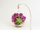Bliss Gardens Mini Air Plant Terrarium Kit with 3