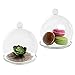 Set of 2 Decorative Clear Glass Air Plant Terrarium/Centerpiece Accent Ornament with Saucer - MyGift®