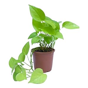 Root Bridges Indoor Golden Money Plant with Pot, Live Home Plants for Living Room