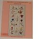 Brazilian Embroidery Book 3