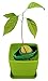 AvoSeedo Avocado Tree Growing Kit with Pot, Green, Practical Gifts for Women, Mom, Sister, Best Friend & Kids, Plant Indoors with Novelty Pit Grower Boat & Kitchen Garden Seed Starter