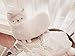 SAVYOU White color Aunt Merry Mokomoko Llama Alpaca Hug Pillow Cushion Doll by zZZ