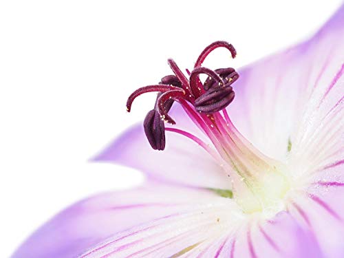 Objectif Olympus M.Zuiko Digital ED 60mm F2.8, zoom standard, compatible tout appareil Micro 4/3 (modèles Olympus OM-D…