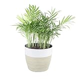 Costa Farms Neanthe Bella Parlor Palm, Live Indoor Plant, 14 to 16-Inches Tall, Ships in White-Natural Lightweight D&eacute;cor planter, Fresh From Our Farm, Excellent Gift or Home D&eacute;cor