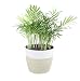 Costa Farms Neanthe Bella Parlor Palm, Live Indoor Plant, 14 to 16-Inches Tall, Ships in White-Natural Lightweight D&eacute;cor planter, Fresh From Our Farm, Excellent Gift or Home D&eacute;cor primary