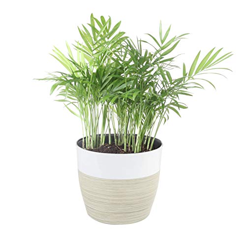 Costa Farms Neanthe Bella Parlor Palm, Live Indoor Plant, 14 to 16-Inches Tall, Ships in White-Natural Lightweight D&eacute;cor planter, Fresh From Our Farm, Excellent Gift or Home D&eacute;cor