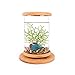 AZXAZ LED Desktop Aquarium Rotatable Mini Transparent Fish Tank Micro-Cylinder Aquarium with Wood Base Desktop Decor 14.5x18cmthumb 4
