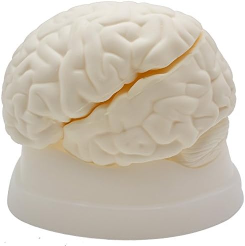 Human Brain Model,3 Parts,Kouber Human Anatomical Model,Life Size,6" x 6" x 4"